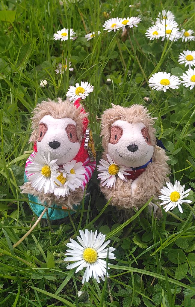 Eliza & Marty in den Gänseblümchen
